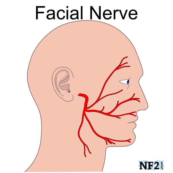 Лицевой нерв рисунок