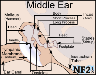 Middle Ear, Middle Ear, 
					Hammer, Head, Handle, Malleus, Tympanic Membrane, eardrum, ear canal, ossicles, Eustachian Tube, body, short process, long process, 
					anvil, incus, footplate, staples, stirrup