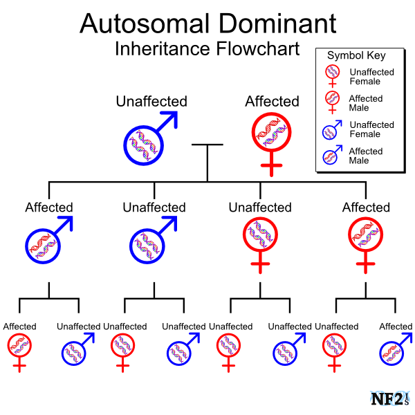 Neurofibromatosis Type 2 Diagram