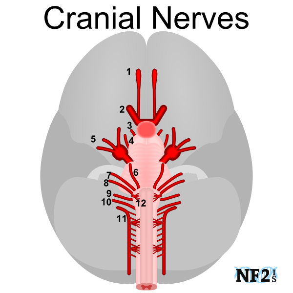 Cranial Nerves