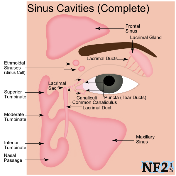 5-signs-you-have-a-sinus-infection-and-how-to-get-rid-of-it-sinus